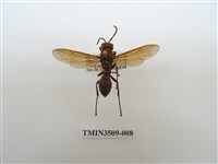 藏品(赭褐長腳蜂)的圖片